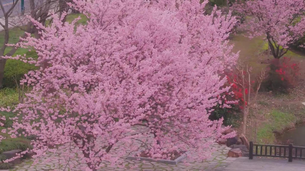 来中文博彩平台看樱花